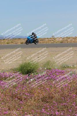 media/Mar-12-2023-SoCal Trackdays (Sun) [[d4c8249724]]/Turn 15 Inside Bloom (130pm)/